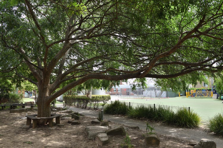 Tree and chairs outside school office